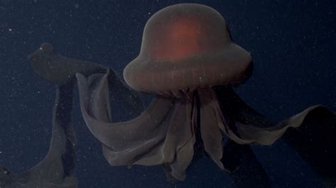 Extremely rare phantom jellyfish caught on camera Fewer than 130 sightings have ever been made of the mysterious deep-sea creature. Now a 30-foot-long …